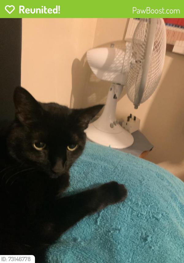Reunited Male Cat last seen King street wallasey, Merseyside, England CH44 8HF