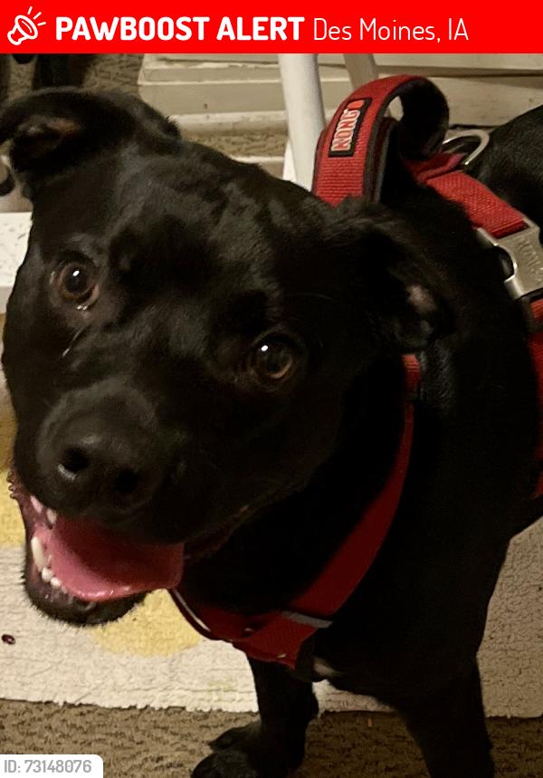 Lost Male Dog last seen Douglas lower beaver rd, Des Moines, IA 50310