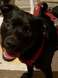 Lost Male Dog last seen Douglas lower beaver rd, Des Moines, IA 50310