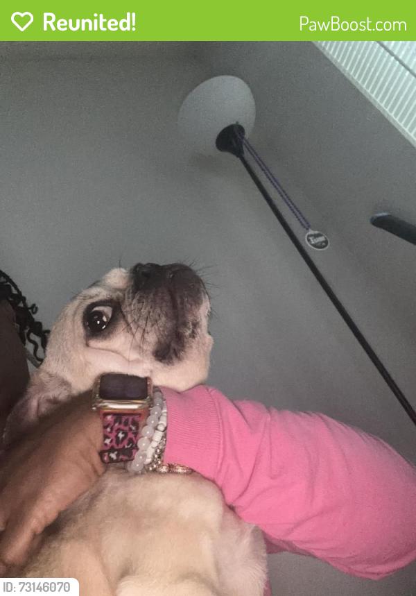 Reunited Female Dog last seen cypress apartments, Greensboro, NC 27409