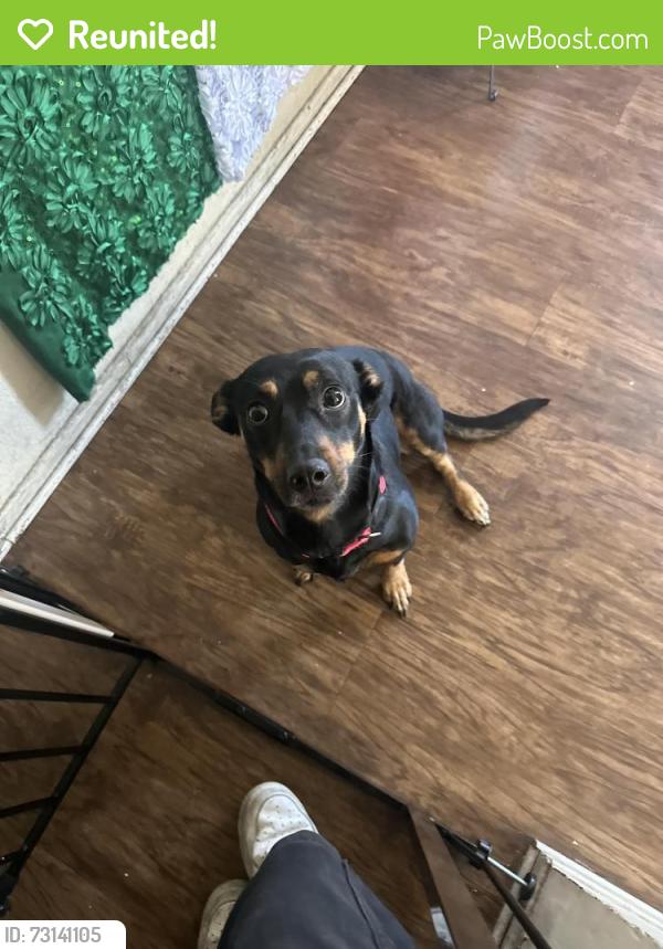 Reunited Female Dog last seen on 90th street between Central and Hooper, Los Angeles, CA 90002