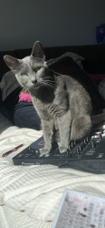 Lost Female Cat last seen Farragut Avenue/Outer Mission, San Francisco, CA 94112