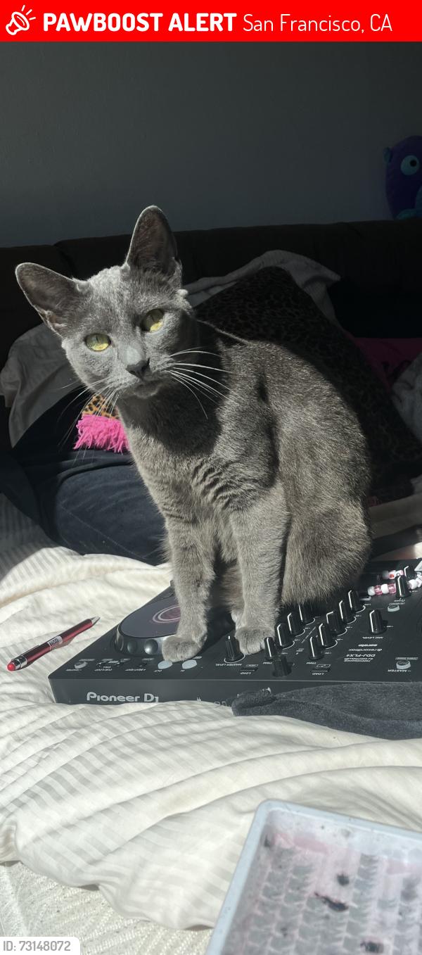 Lost Female Cat last seen Farragut Avenue/Outer Mission, San Francisco, CA 94112