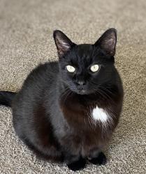 Lost Male Cat last seen Old U.S. 41 S across from the gas station in the cndmniums, Lake Park, GA 31636