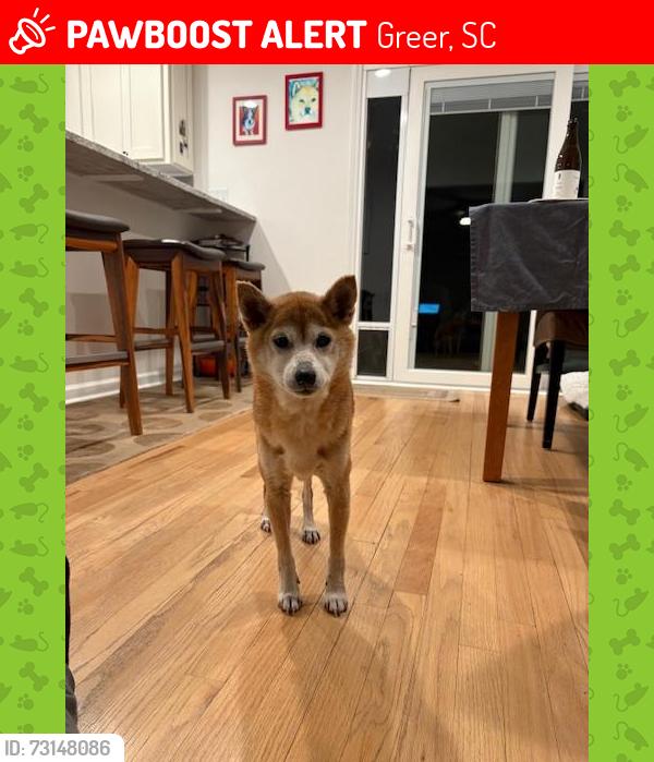 Lost Female Dog last seen Nature Trail Drive and Peregrine, off of Westmoreland, Greer, SC 29651