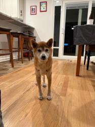Lost Female Dog last seen Nature Trail Drive and Peregrine, off of Westmoreland, Greer, SC 29651
