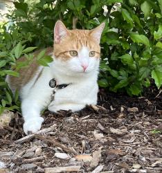 Lost Male Cat last seen 130th Ave NE and NE 61st St Kirkland, Kirkland, WA 98052