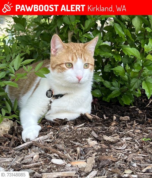 Lost Male Cat last seen 130th Ave NE and NE 61st St Kirkland, Kirkland, WA 98052