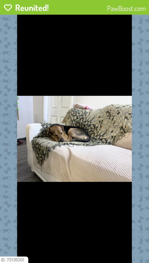 Reunited Male Dog last seen Mercer Ave, Macon, GA 31204