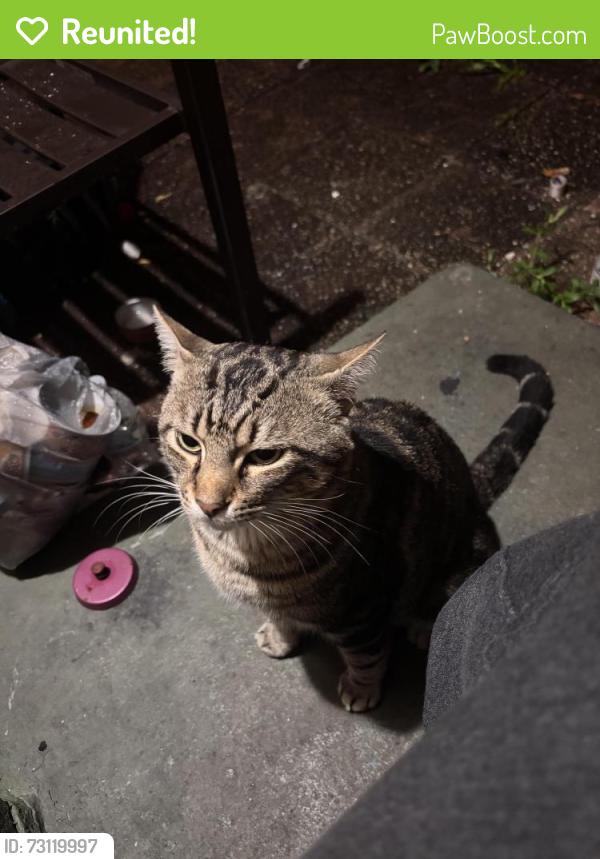 Reunited Male Cat last seen Andrews and 15th, Fort Lauderdale, FL 33311