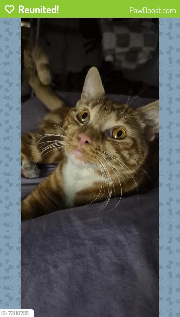 Reunited Male Cat last seen Foskette road.munster road, Greater London, England SW6 4LR