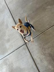 Lost Male Dog last seen Homeroom Ct Moreno Valley CA, Moreno Valley, CA 92555