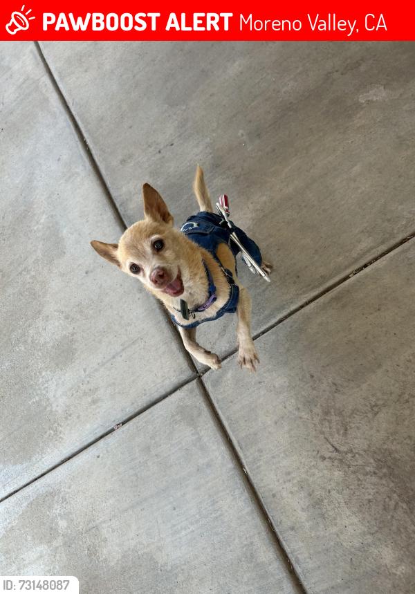 Lost Male Dog last seen Homeroom Ct Moreno Valley CA, Moreno Valley, CA 92555