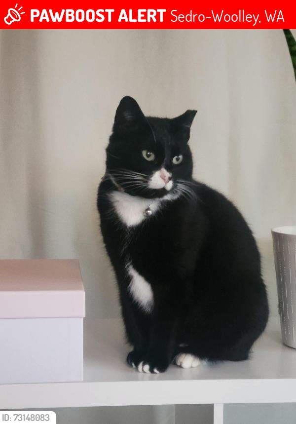 Lost Female Cat last seen Talcott Street, Sedro-Woolley, WA near Central Elementary School, Sedro-Woolley, WA 98284