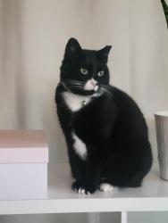 Lost Female Cat last seen Talcott Street, Sedro-Woolley, WA near Central Elementary School, Sedro-Woolley, WA 98284