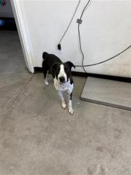 Shelter Stray Male Dog last seen Near BLOCK W ACACIA AVE, FRESNO CA 93722 7529, 5277 E Airways Blvd, Fresno, CA 93727, USA