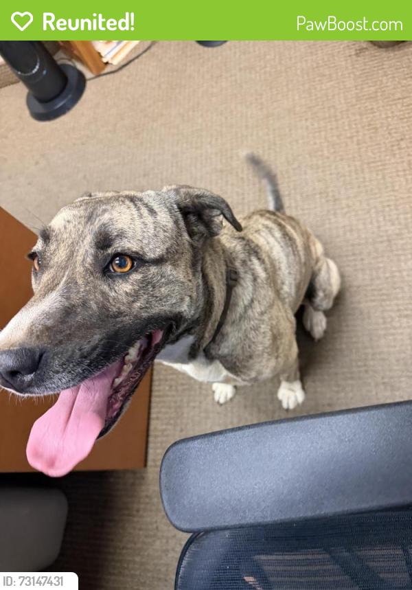 Reunited Female Dog last seen Cottonwood ave , santee, Santee, CA 92071