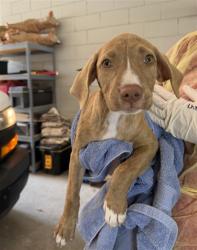 Shelter Stray Female Dog last seen DAIRY WAY, 2020 Forest St, Jacksonville, FL 32204, USA