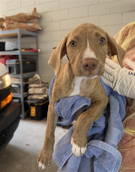 Shelter Stray Female Dog last seen DAIRY WAY, 2020 Forest St, Jacksonville, FL 32204, USA