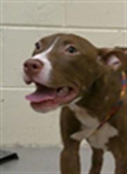 Shelter Stray Male Dog last seen MELLONVILLE AVE AND 24TH/SF, 232 Eslinger Way, Sanford, FL 32773, USA
