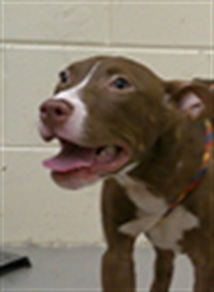 Shelter Stray Male Dog last seen MELLONVILLE AVE AND 24TH/SF, 232 Eslinger Way, Sanford, FL 32773, USA