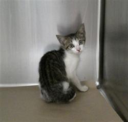 Shelter Stray Unknown Cat last seen , 232 Eslinger Way, Sanford, FL 32773, USA
