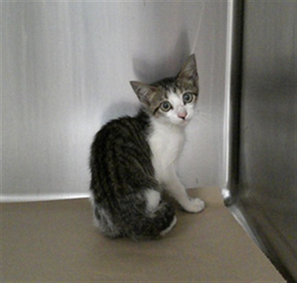 Shelter Stray Unknown Cat last seen , 232 Eslinger Way, Sanford, FL 32773, USA