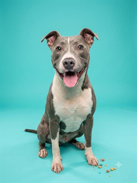 Shelter Stray Male Dog last seen , 2020 Forest St, Jacksonville, FL 32204, USA