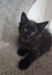 Shelter Stray Male Cat last seen ST CHARLES CO, 4850 Mid Rivers Mall Dr, St Peters, MO 63376, USA