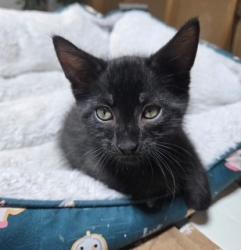 Shelter Stray Male Cat last seen ST CHARLES CO, 4850 Mid Rivers Mall Dr, St Peters, MO 63376, USA
