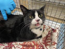 Shelter Stray Female Cat last seen Near BLOCK N 7TH ST, 3839 W Burnham St, West Milwaukee, WI 53215, USA