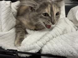Shelter Stray Female Cat last seen , 14409 Vanowen St, Van Nuys, CA 91405, USA