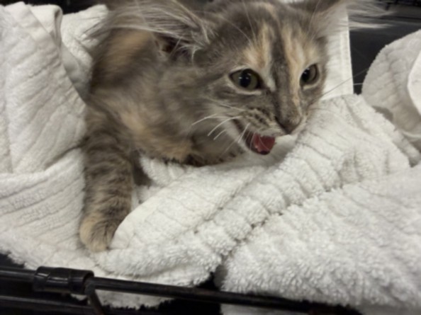 Shelter Stray Female Cat last seen , 14409 Vanowen St, Van Nuys, CA 91405, USA