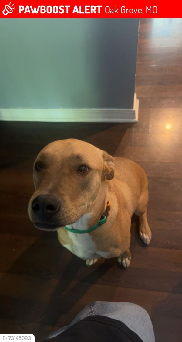 Lost Male Dog last seen Austin street, Oak Grove, MO 64075