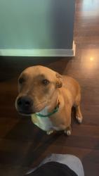 Lost Male Dog last seen Austin street, Oak Grove, MO 64075