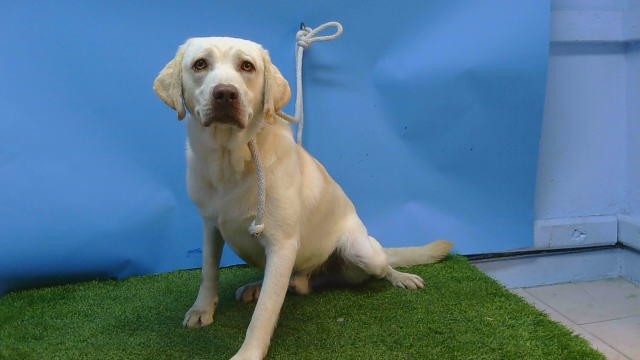 Shelter Stray Male Dog last seen , 216 W Victoria St, Gardena, CA 90248, USA
