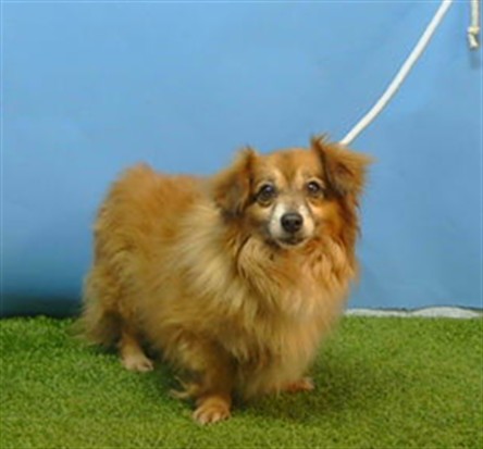 Shelter Stray Male Dog last seen , 216 W Victoria St, Gardena, CA 90248, USA