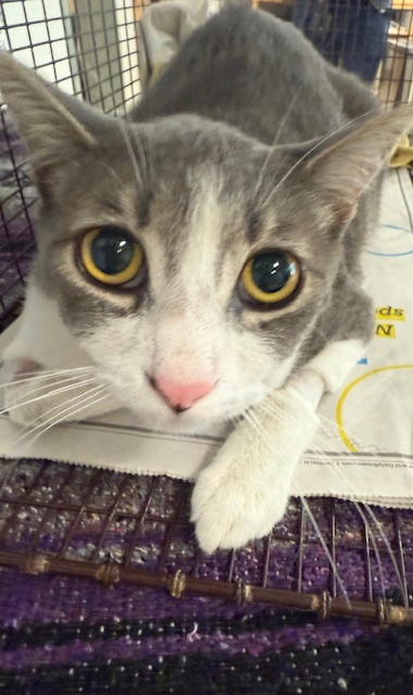 Shelter Stray Male Cat last seen , 957 N Gaffey St, San Pedro, CA 90731, USA