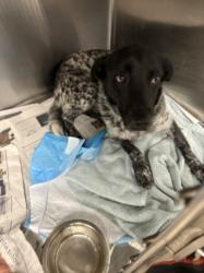 Shelter Stray Female Dog last seen , West Valley Animal Shelter, 20655 Plummer St, Chatsworth, CA 91311, USA