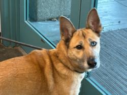 Shelter Stray Female Dog last seen , West Valley Animal Shelter, 20655 Plummer St, Chatsworth, CA 91311, USA