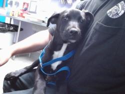 Shelter Stray Male Dog last seen TOWER / 98TH, 11800 Sunset Gardens Rd SW, Albuquerque, NM 87121, USA