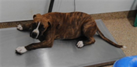 Shelter Stray Male Dog last seen COORS AND RIO BRAVO, 3001 2nd St SW, Albuquerque, NM 87105, USA