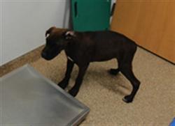 Shelter Stray Male Dog last seen COORS AND RIO BRAVO, 3001 2nd St SW, Albuquerque, NM 87105, USA