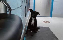 Shelter Stray Female Dog last seen TOWER / 98TH, 11800 Sunset Gardens Rd SW, Albuquerque, NM 87121, USA