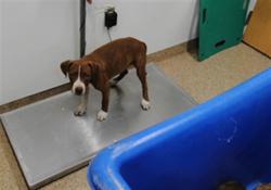 Shelter Stray Female Dog last seen COORS AND RIO BRAVO, 3001 2nd St SW, Albuquerque, NM 87105, USA
