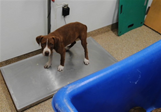 Shelter Stray Female Dog last seen COORS AND RIO BRAVO, 3001 2nd St SW, Albuquerque, NM 87105, USA