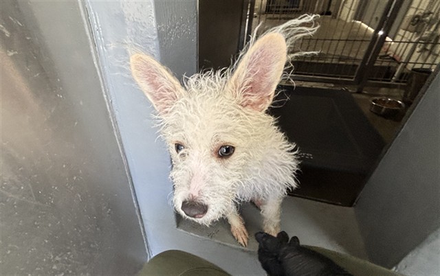 Shelter Stray Male Dog last seen Near BLOCK 4TH, 1640 9th St, Santa Monica, CA 90404, USA