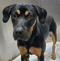 Shelter Stray Female Dog last seen Near BLOCK NW 28 ST, LAUDERHILL FL 33313, 2400 SW 42nd St, Fort Lauderdale, FL 33312, USA