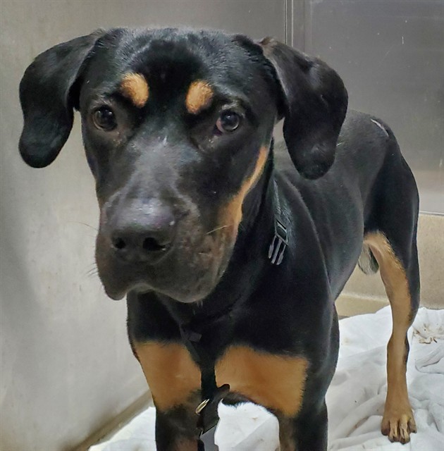 Shelter Stray Female Dog last seen Near BLOCK NW 28 ST, LAUDERHILL FL 33313, 2400 SW 42nd St, Fort Lauderdale, FL 33312, USA
