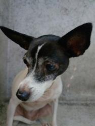 Shelter Stray Female Dog last seen Near BLOCK SW 5 PL, FORT LAUDERDALE FL 33312, 2400 SW 42nd St, Fort Lauderdale, FL 33312, USA